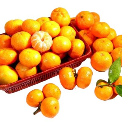 China 2021 wholesale fresh newest golden fresh tangerine bulk for sale