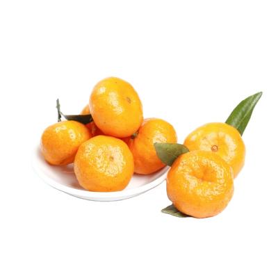 China China Healthy Popular Fruits Export Wholesale Price Orange Fresh Orange for sale