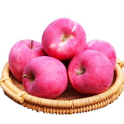 China 2021 Fresh Fresh Fruit Fuji Red Apples Fresh Fruit Royal Gala Price In China For Export for sale