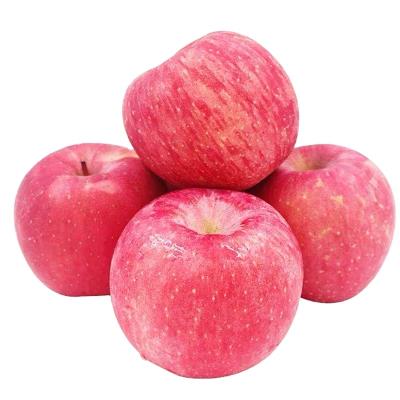 China 2021 Newest Healthy Nutritious Fresh Apple Fuji Red Fresh Apple Fuji Red Apple Cultivation for sale