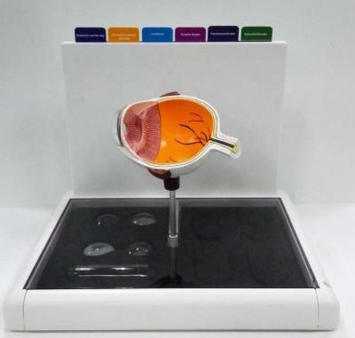 China INT-MM-02 Education Eye Human Plastic Anatomical Deluxe Model For Education With Six Cards And Drawers for sale