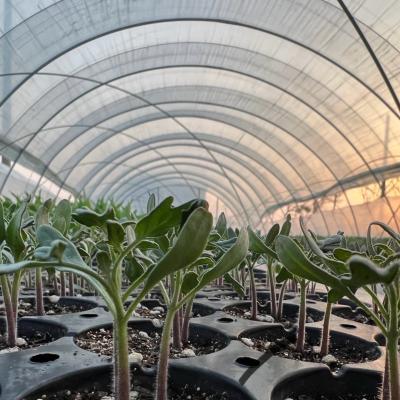 China Package Size 50.00cm * 60.00cm * 50.00cm Tunnel Greenhouse for Agriculture and Vegetables for sale