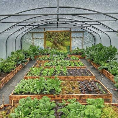 China Single Layer Hydroponic Tunnel Greenhouse for Agriculture 30 Days Return Refunds for sale