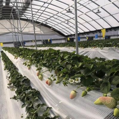 China Sistema comercial de cultivo de coco-peito em estufa de túnel econômico para melhor cultivo à venda