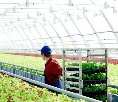 China Op maat gemaakte sneeuw vibrator kas voor tomaten planten enkelvoudige of meervoudige span groot Te koop