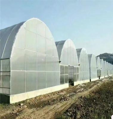 China Invernadero de túnel alto de gran envergadura para el cultivo a gran escala en venta