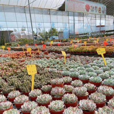 China EE.UU. 20 metros cuadrados de invernadero hidropónico de riego por goteo con película de plástico para vegetales en venta