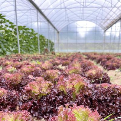 China US Cocopeat Soil for Vegetable Growth in Commercial Greenhouse Sustainable Farming (Solo de coco para o cultivo de vegetais na agricultura sustentável em estufa comercial) à venda