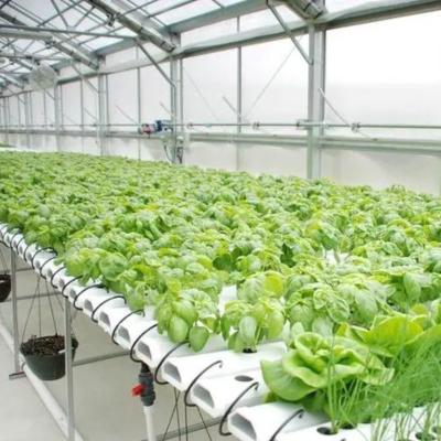 China Invernadero para vegetales con película de control de humedad de múltiples tramos para optimizar el crecimiento vegetal en venta