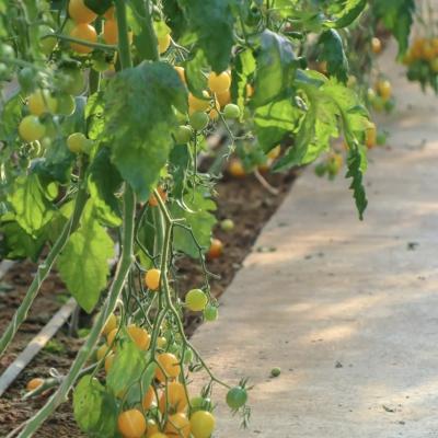 China Humidity Controlled Sunlight Greenhouse for Large Tomato Cucumber Cultivation in Sand for sale