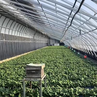 China 2000.000kg El invernadero comercial de luz solar de Juxiang para el cultivo de fresas jx-sg-108 en venta