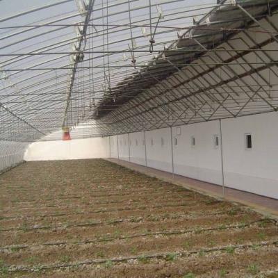 China 2000.000kg Tomaten en komkommers Zonnelicht Kasoplossing met boogdak Te koop