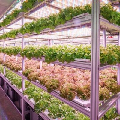 China Invernadero de contenedores de reefer para vegetales de hoja Invernadero de contenedores inteligentes en venta