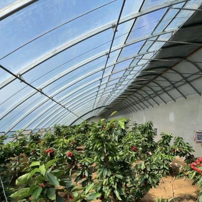 China US-Währung Kommerzielle Tomatenpflanzung Sonnenlicht Gewächshaus für eine optimale Pflanzenproduktion zu verkaufen