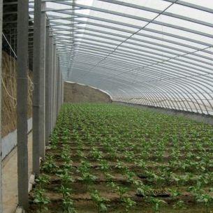 China Tomato Sunlight Greenhouse Geoptimaliseerd Irrigatiesysteem met één span JX-SG-127 Te koop