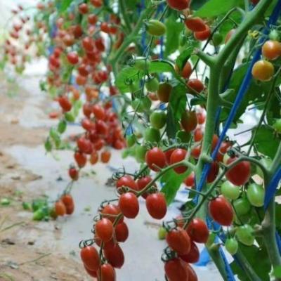 China Tijdelijke verwarmings- en klimaatgecontroleerde kas voor tomaten en komkommer Te koop