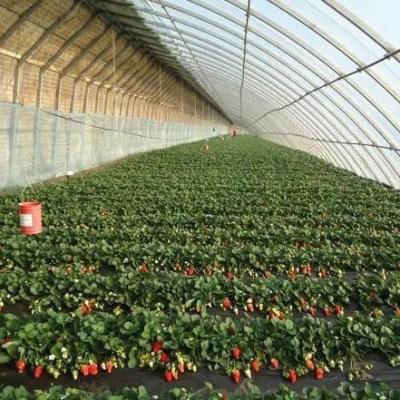 China Groenhuis met zonlicht voor de tamatie-aanplant Dubbellaag en gebogen dak Te koop