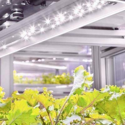 China Invernadero hidropónico de cultivo vertical en un contenedor de 40HQ con estructura de acero en venta