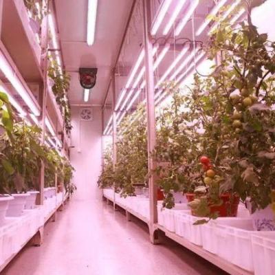 Cina Container di trasporto agricoltura verticale serra commerciale con innovazione idroponica in vendita