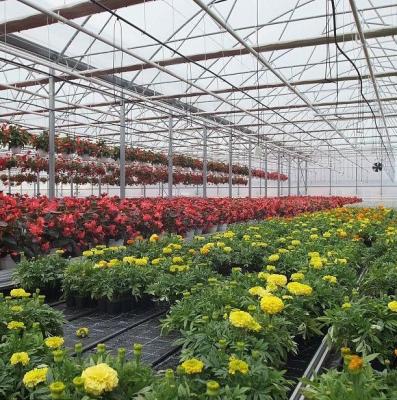 China Invernadero de un solo arco para el cultivo de flores en venta