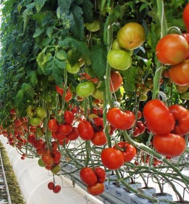 China Customizable Double-Film Hydroponic System for Pepper Production Multi-Span Design for sale