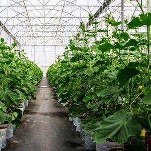 China Invernadero hidropónico de pimienta y flores de doble arco con forma de techo de múltiples tramos en venta