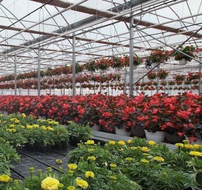 China Double-Arch Greenhouse for Tomato Cultivation Initial Payment and Soilless Culture for sale