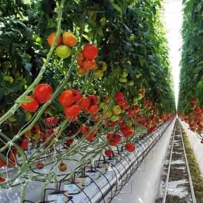 China Sistema hidropónico de invernadero de película térmica temporal para la plantación de vegetales y flores en venta