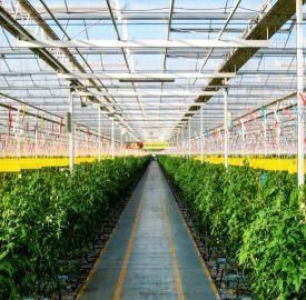 China Pepper Cultivation Dual-Layer Film Greenhouse 12,09cm * 2,35cm * 2,39cm Pakketgrootte Te koop