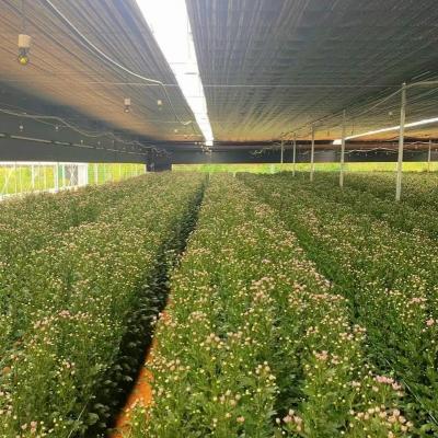 China VS/Canada Staalstructuur Groenten Planten Eenboogkasten voor Hydroponics Te koop