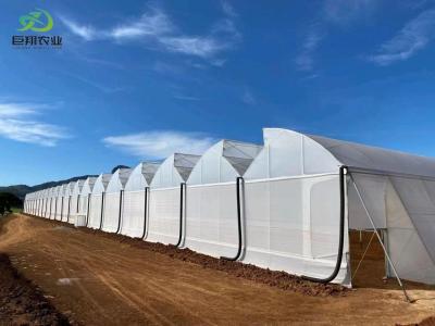 China Green Leaves Vegetables Film PC Sheet Agricultural Multi-Span Greenhouses for Hydroponics for sale