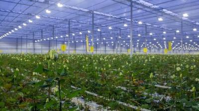 China Retorno de 30 días Casa de cultivo iluminada para plántulas Método de cultivo iluminado en venta