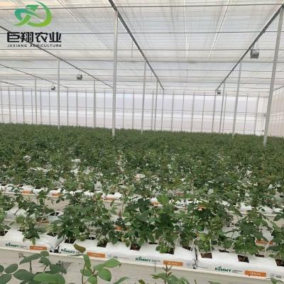 China Agricultural Film Blackout Mushroom Greenhouse for Medical Plants and Mushroom in USA/Ca for sale