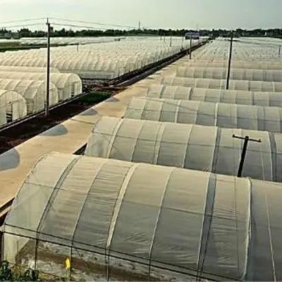 China USA/Ca Agricultural Single-Span Tunnel Film Greenhouse for Mushroom and Vegetables for sale