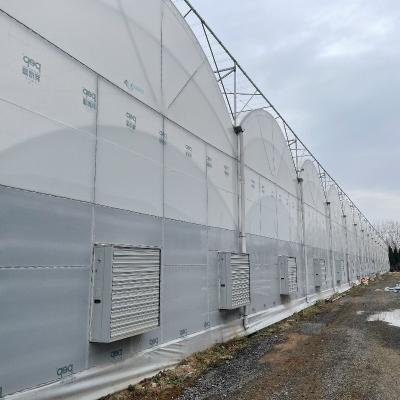 China Agricultural Multi-Span Plastic Tunnel Film Greenhouse with Eaves Height from 3m to 8m for sale