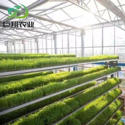 China Arched Roof Agricultural Multi-Span Plastic Tunnel JX-PC Green House for Agriculture for sale