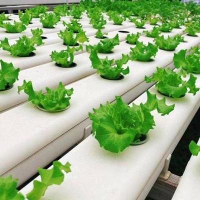 China Maximize Growth with Soilless Culture System in Arched Roof Container Greenhouse for sale