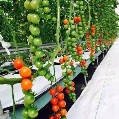 China Customized Soilless Culture Solutions for Glass Greenhouse Department Cover Material Film for sale