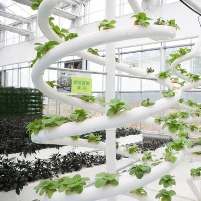 China High Yield Greenhouse Hydroponic System Customization for Commercial Sustainability for sale