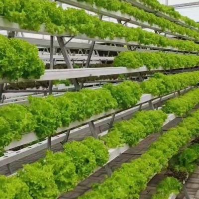 China Film Farming Made Easy Advanced Soilless Culture Techniques for Commercial Greenhouse for sale