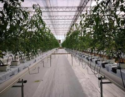 China Film Greenhouse Hydroponic System Package Gross Weight 2000.000kg Customized Request for sale