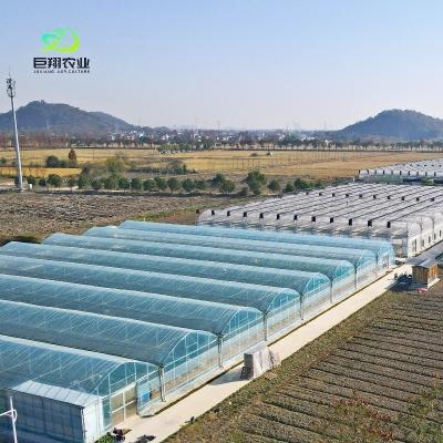 China Casa de vidro para plantação de tomate e folhas JX-Glass Span 8m 9.6m 12m personalizado à venda