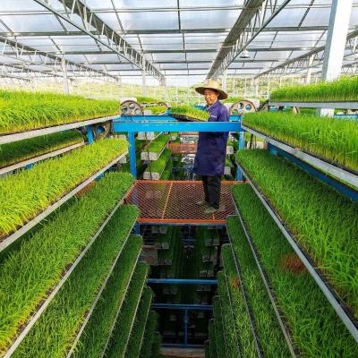 China Customized JX-Glass Green House 2023 Juxiang Agriculture Equipment with Cooling System for sale