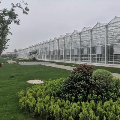 China Steel Structure Drip Irrigation Glass Greenhouse for Plants Roofing Shape a Type Roof for sale