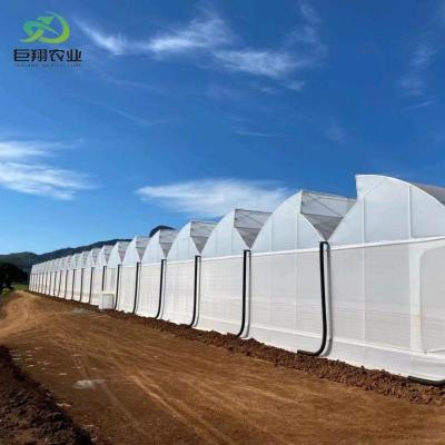 China Multi-Span/Single Span Greenhouse for Tomato Strawberry Plastic Film/Glass/Polycarbonate for sale