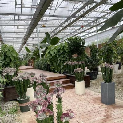 China Single Layer Glass Greenhouse for Flower Cultivation A Type Roof Glass Covered Glass Roof for sale