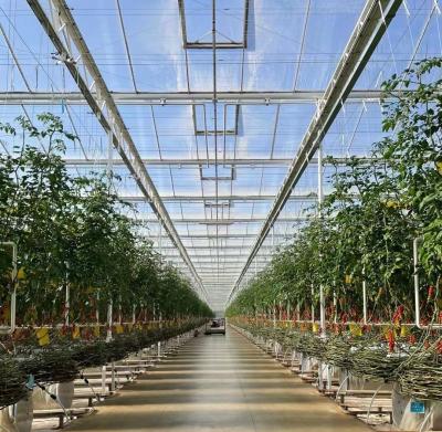 China US Float Single Span Greenhouse voor groenten/fruit/bloemen en restitutie Te koop