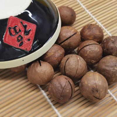 China 2020 Factory Supply OEM Factory Supply Chinese Dry Hot Sale Whole Raw Roasted Australia Hazelnut Whole Raw High Quality With Cheap Price for sale