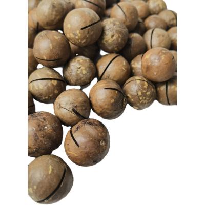 China Raw Australian hazelnut in dry bulk with shell for sale