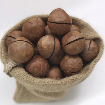 China Bulk Raw Cream Australian Hazelnuts Dried In The Shell for sale